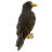 Бусина темлячная Black Raven Ворон